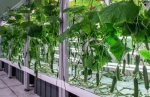 How to Grow Dwarf Cucumbers in Indoor Hydroponic Cabinets